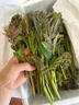 京地达云南头茬露天新鲜红油香椿净重1斤装叶芽蔬菜春菜源头直发包邮 实拍图