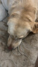 麦富迪 狗粮 藻趣儿通用全价犬粮小中大型犬泰迪柯基金毛拉布拉多 【新升级肉松双拼】成犬粮10kg 实拍图
