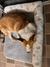 多可特狗窝凉席夏季狗窝猫垫子猫窝狗垫子藤编猫咪窝地垫宠物床宠物冰垫 凉席款,85*60CM 实拍图