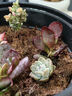 懋扬多肉植物室内小盆栽精品高端多肉大颗株好养花卉绿植阳台客厅 【随机】12颗植物不重复 实拍图