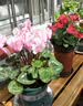 晶琳阳台花架防腐木花架户外双层花凳碳化实木花架室外落地室内置物架 双层60*40*60 实拍图