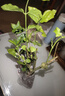 茉莉花苗盆栽带花苞九里香老桩花卉植物室内浓香四季开花好养 中份茉莉花【3-5颗】花苞一般 实拍图