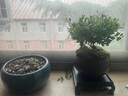 开时果 小叶赤楠盆景摆件 办公室桌面绿植花卉好养盆栽植物源头直发包邮 【推荐款】舍得紫砂盆+苔藓+底座 实拍图