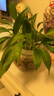 水培植物玻璃瓶透明玻璃花瓶容器绿萝花盆圆球形鱼缸水养大号器皿 15圆球花瓶-水培 实拍图