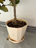寿禾 花盆带托大号树脂简约绿植鲜花种植盆 木里盆大号-杏色 实拍图