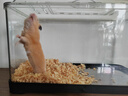 独宠你仓鼠笼子金丝熊超大豪华仓鼠窝小仓鼠用品中号黑色 实拍图