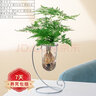 祺典花卉植物室内花办公桌面净化空气水培小绿植好养易活驱蚊盆栽 【月牙戏珠】文竹+银色铁艺盆 带盆栽好 实拍图