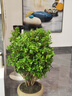 旭力 瓜子黄杨冬青树苗 冬青球床苗冬青苗木大叶黄杨小苗绿化苗木 冠幅50公分 实拍图