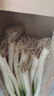 田良季正宗山东章丘铁杆大葱【顺丰速运】高白脆甜水果葱特产送礼品 净重 5斤 | 精选净葱0.8米 顺丰礼盒装【脆甜丨去皮去半叶】 实拍图