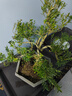 小叶雀舌黄杨粗杆盆景米叶黄杨盆景素材 绿植盆栽 造型雀舌黄杨主干2厘米 实拍图