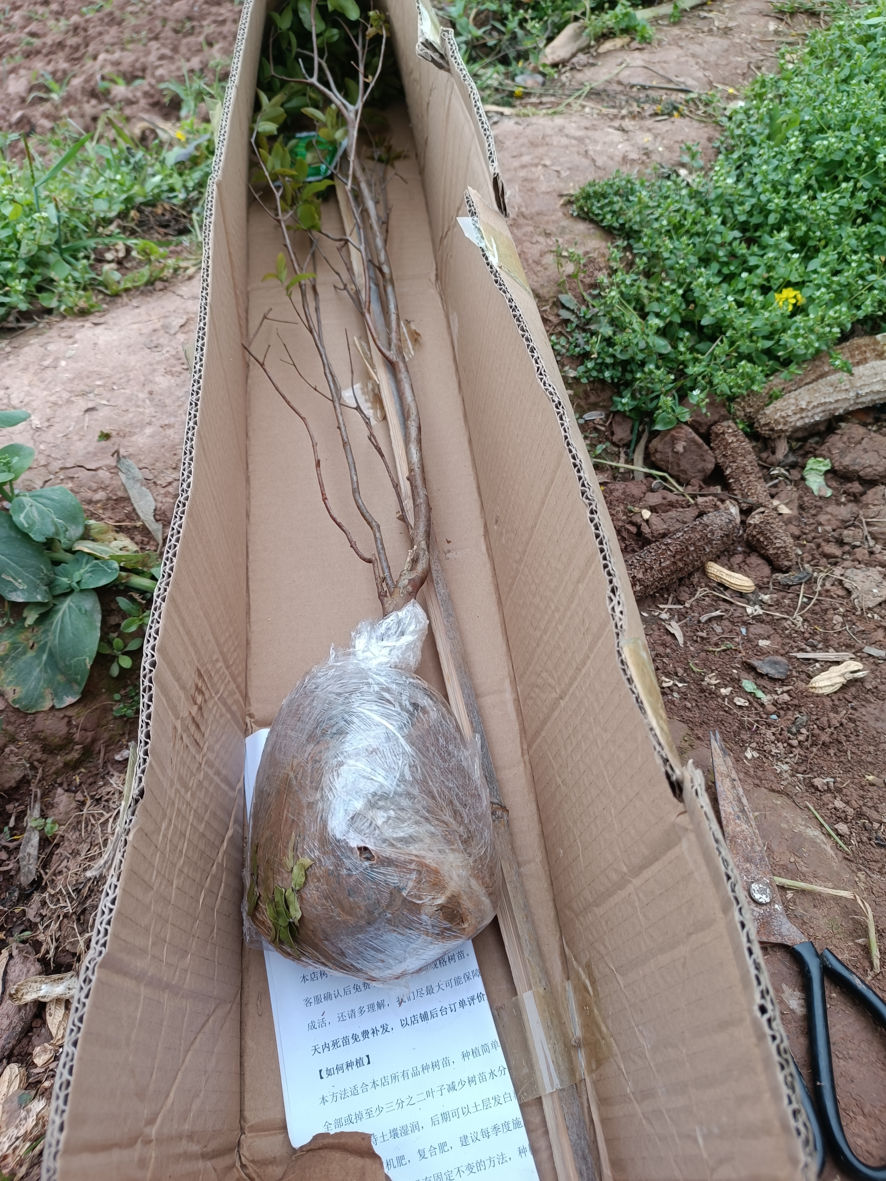 香林农台湾树葡萄嘉宝果树苗沙巴四季开花当年结果盆栽南方种植庭院绿植 沙巴4年苗80-100cm 实拍图