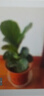 DR.RILEY德国原液花卉杀虫剂植物蚜虫呋虫胺喷雾土壤绿植月季花草红黑蜘蛛 实拍图