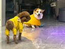 SLPC狗狗雨衣中型犬柯基雨衣泰迪小狗雨衣防水博美雪纳瑞法斗大狗雨披 黄色 4XL（适合28到35斤左右） 实拍图