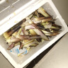 临安天目雷笋竹笋新鲜春笋现挖嫩芽笋冬笋鲜笋腌笃鲜嫩笋尖新鲜菜 大笋5斤（20-25根) 实拍图