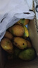 尔蝶海南小台农芒果10斤新鲜小台芒当季热带水果现摘甜心小芒果整箱 精选大果 单果90-120g-爆甜多汁 精选3斤装 净重2.8斤 实拍图