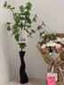 小野七天侘寂风陶瓷花瓶摆件客厅插花玄关电视柜绿植轻奢高级感软装饰黑色 实拍图