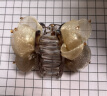 奇美拉(CHIMERA)轻奢半扎披肩发抓夹减龄网纱发夹发抓后脑勺发饰520礼物 实拍图