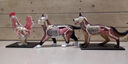 美迪卡模型4D MASTER仿真动物模型马牛猪狗猫器官解剖医学用教学模型玩具4d拼装模型可拆卸教具 狼狗26115 实拍图