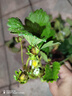 草莓苗四季奶油草莓苗种植盆栽阳台庭院地栽当年结果南方北方种植 混合品种草莓 福利推荐：裸根【10棵苗】 实拍图
