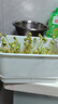 九千谷育苗盆芽苗菜盘种植发芽盆发豆芽神器黄绿豆芽无土栽培水培盘3901 实拍图