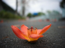 哈苏（HASSELBLAD） XCD 2,5/38V 轻便旅拍近摄镜头定焦镜头 适配哈苏X2D/X1D/907X系列中画幅相机人文/风光/建筑镜头 实拍图