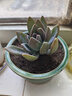 萌肉居多肉植物套装塑料石丸盆绿植盆栽5个肉+5个塑料石丸盆+土源头直发 实拍图
