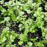 北蔬 香菜种子苗小叶芫荽夏秋阳台盆栽蔬菜种籽 四季香菜籽种子900粒 实拍图