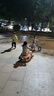 飞鸽（PIGEON）儿童平衡滑步车幼儿学步车宝宝滑行车脚踏童车辐条轮冰蓝色 实拍图