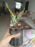 佰花锦金边虎皮兰盆栽好养常青绿植好养矮脚花卉室内客厅办公室耐旱 【懒人专属】金边虎皮兰+繁星吸水盆 整体高度约25-35cm 晒单实拍图