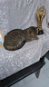 华派 生物集团 HPBG HUAPAI BIOLOGICAL GROUP【冰邮】猫康宁猫三联猫疫苗宠物猫咪疫苗套餐一套自打狂犬疫苗 【成猫套餐】猫康宁猫三联1针+狂犬1针 实拍图