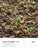 四季蔬菜种子大全菠菜香菜生菜油麦菜苋菜鸡毛菜芹菜矮脚黄蔬菜籽 红根菠菜种子1包约1100粒 实拍图