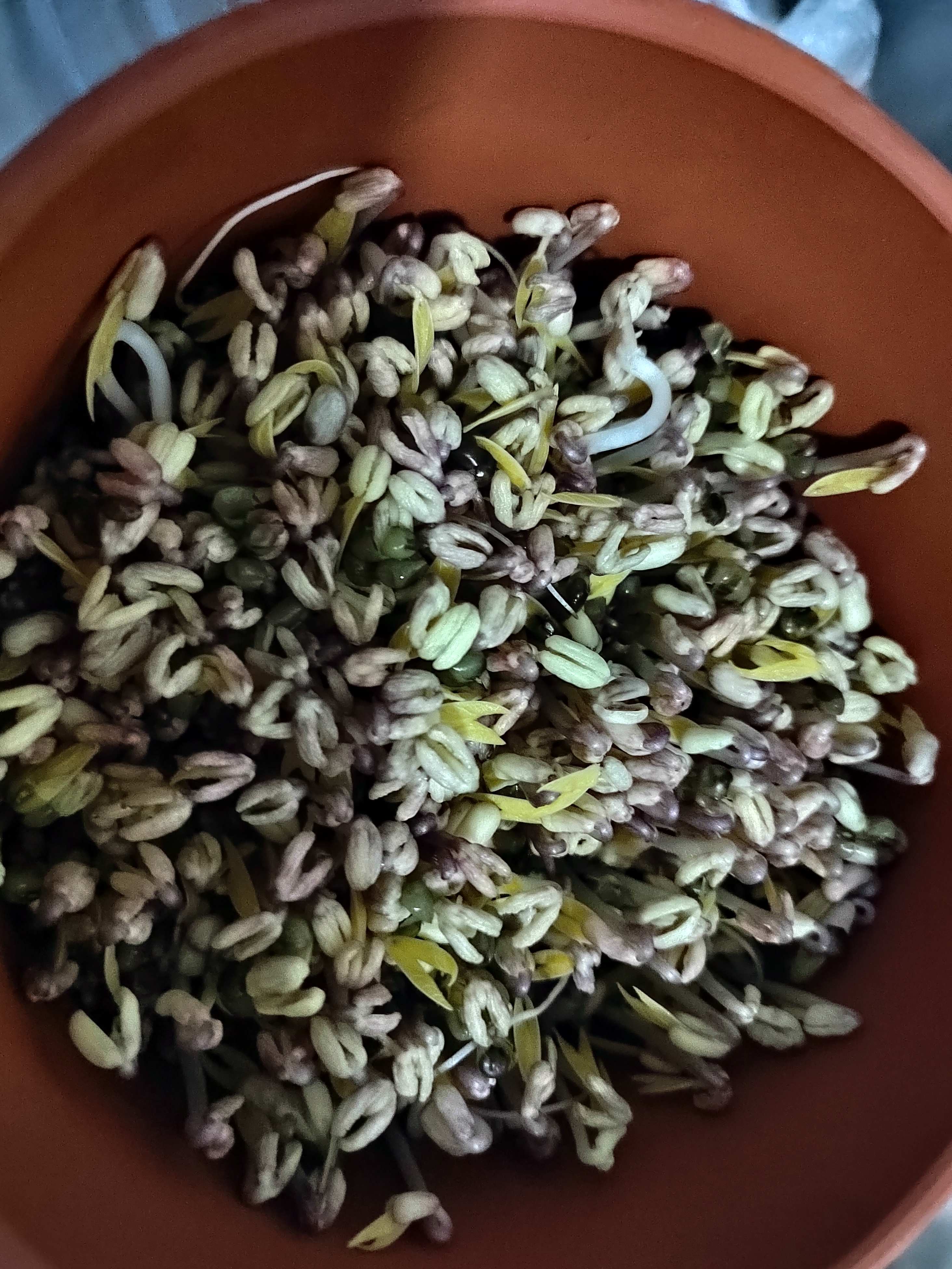 甘泉村食品级紫砂豆芽罐全自动家用豆芽机生豆芽发芽神器土陶罐四季可用 小款土陶豆芽罐（发2斤豆芽） 实拍图