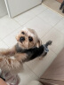 皇家狗粮绝育成犬狗粮犬粮宠物小型犬MSA30全价犬粮≥10月2KG 实拍图