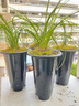 侬景园兰花专用盆 塑料兰花盆批发加厚加高大号兰花花盆透气排水兰草盆 大号(外口径19.5厘米)+接水盘 实拍图