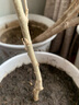 盆栽茶花苗 山茶花苗绿植花卉盆栽四季好养茶花树苗盆栽耐寒花卉观花植物室内花卉绿植开花不断 不含盆 百变女王 3年苗 实拍图