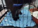 宠物冰垫猫咪专用冰垫狗狗夏天降温神器猫窝狗窝宠物凉垫超大号 冰熊凉垫S码【40*30CM-6斤内】 猫狗通用 降温黑科技/凉感提升35%+ 实拍图