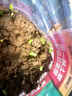 IAM City Farmer凤仙花迷你盆栽 儿童种植小盆栽种子学生幼儿园diy观察套餐绿植 实拍图