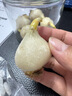 水培郁金香四季开花盆栽花卉植物客厅绿植花卉大全养不死 粉罗门小红书爆款 单色一棵实发一个白不送盆不送彩石 实拍图