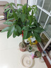 叹为观止大型独杆发财树庆典乔迁盆景绿植办公室盆栽客厅大型植物 辫子发财树1.2-1.4米 不含盆 实拍图