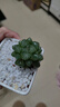 采缇（CAITI）【万人选购】多肉植物带盆 水晶玉露多肉植物幼儿园盆栽 精品玉露+陶瓷盆+营养土 原盆原土 实拍图
