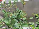 绿丝绦桂花树盆栽四季开花盆景室内庭院阳台开花树苗耐寒绿植花卉树苗 四季桂 4年苗 实拍图