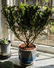 开时果 正宗清香胡椒木盆栽老桩树苗 室内桌面植物苗防驱蚊草小绿植盆景 【6年大苗】清香胡椒木+白渐蓝瓷盆 实拍图