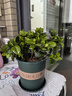 爱你一万年栀子花盆栽花卉植物室内绿植四季好养茉莉花源头直发驱蚊组合包邮 育苗盆【160#栀子花】 实拍图