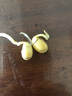 纳丽雅紫砂豆芽神器家用豆芽发芽盆发豆芽罐培育器生豆芽专用工具大容量 高级款+紫砂接水盘-带把手 实拍图