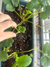 寿禾草莓苗带土发货大苗寿光大型苗场四季带盆栽好蔬菜苗批发种子秧苗 红颜草莓苗 6盆+肥料 实拍图