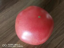 金百粟【顺丰】陕西泾阳普罗旺斯西红柿生吃沙瓤西红柿番茄蔬菜时令生鲜 普罗旺斯 3斤 中果-中通快递 实拍图