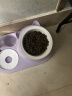 猎食渴望 渴望猫粮orijen成猫幼猫干粮全价通用无谷原味鸡肉进口1.8/5.4kg 美版灰猫 | 高蛋白 5.4kg 实拍图