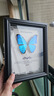大蓝闪蝶标本【真蝴蝶标本】稀有进口天堂凤蝶摆件 黎明闪蝶 8寸框 实拍图