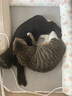 多可特狗窝凉席夏季狗窝猫垫子猫窝狗垫子藤编猫咪窝地垫宠物床宠物冰垫 凉席款,85*60CM 实拍图