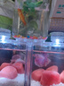 桌面鱼缸小型家用积木缸生态缸水族箱斗鱼缸带小夜灯氛围灯摆件 白色鱼缸两个灯+小号夜光石约50颗 实拍图